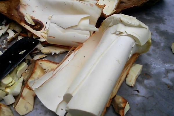 Công dụng của củ hủ dừa Bến Tre