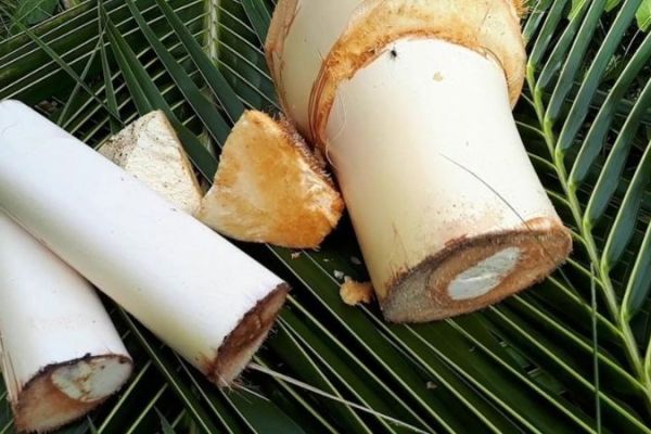  Quy trình chế biến củ hủ dừa Bến Tre