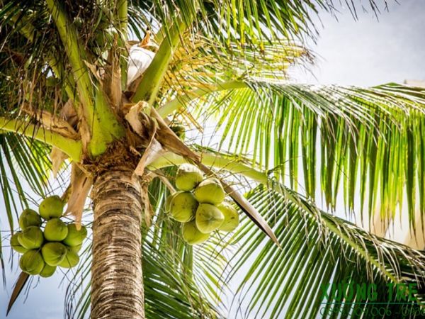  Củ hủ dừa sấy khô Bến Tre và món ăn từ củ hủ dừa