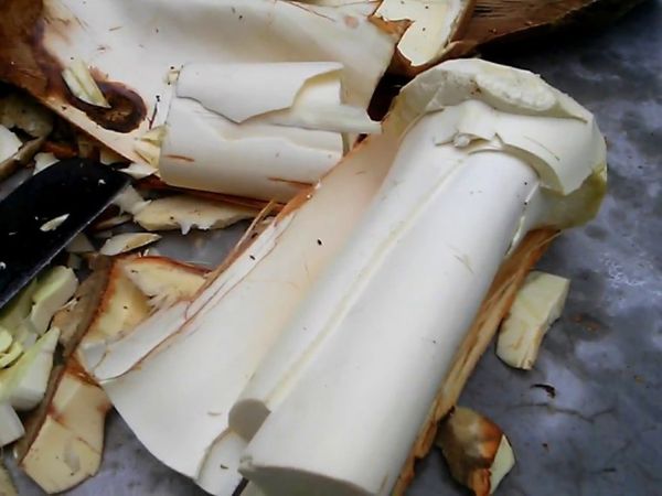 Công dụng của củ hủ dừa Bến Tre