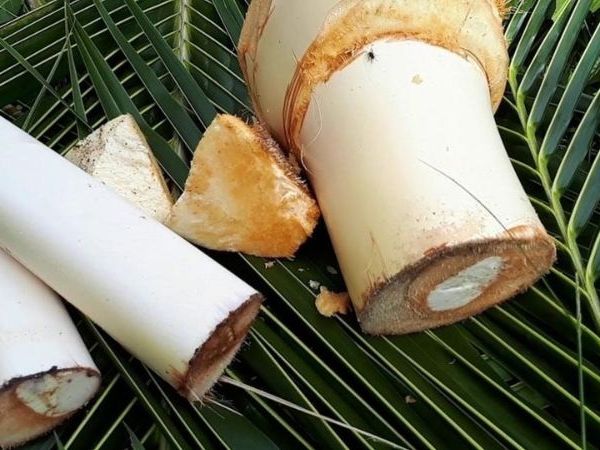  Quy trình chế biến củ hủ dừa Bến Tre