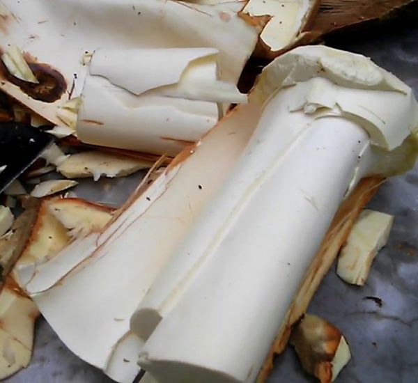 Công dụng của củ hủ dừa Bến Tre