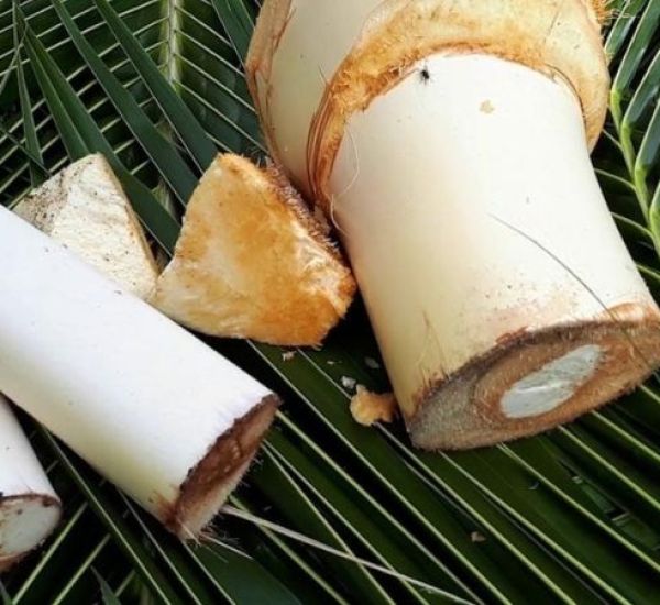  Quy trình chế biến củ hủ dừa Bến Tre